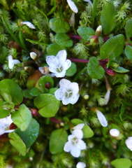 Epilobium macropus