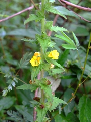 Melasma melampyroides