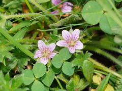 Geranium antrorsum