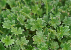 Geranium antrorsum