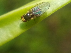 Liriomyza flavocentralis