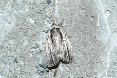 Sympistis badistriga