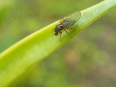 Liriomyza flavocentralis