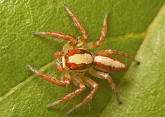 Cytaea alburna
