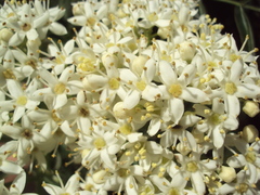 Sambucus australis
