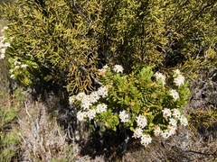 Pimelea buxifolia