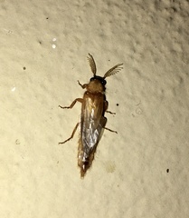 Phrixothrix