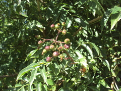 Sambucus australis