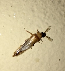 Phrixothrix