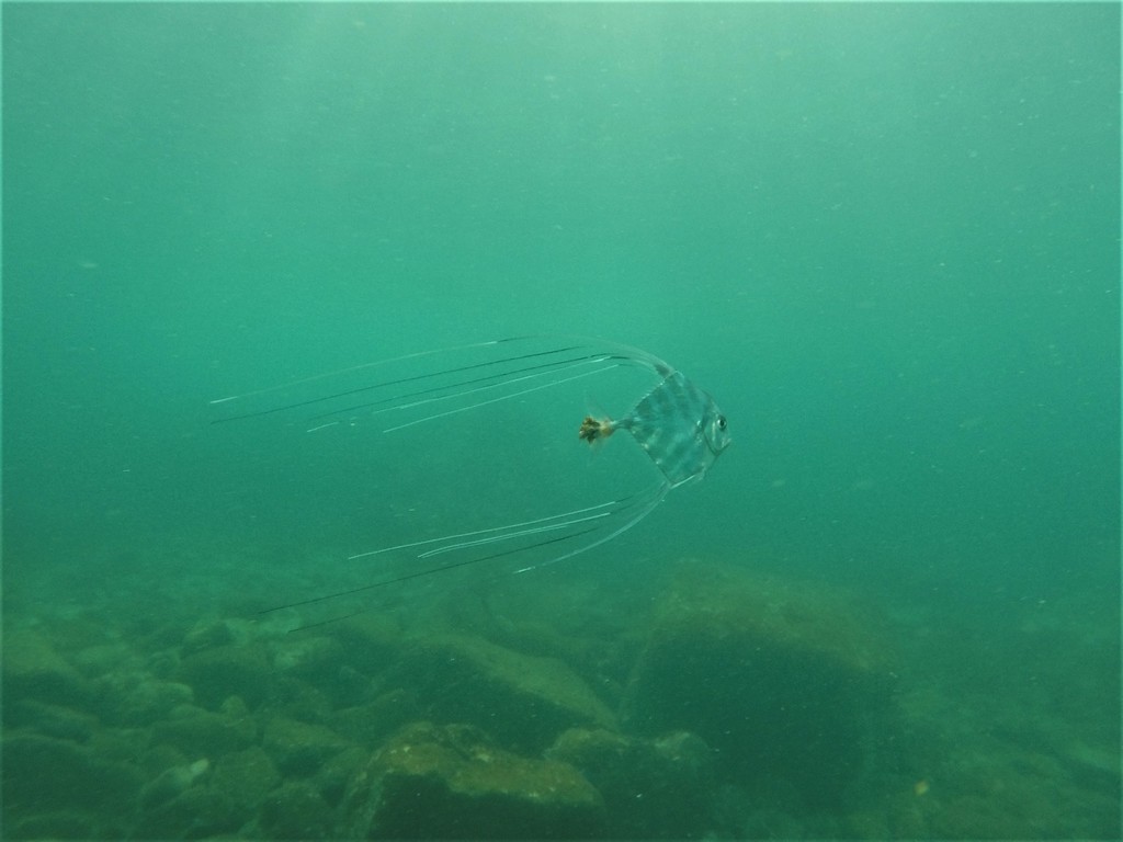 African pompano