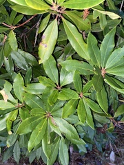 Rhododendron macrophyllum