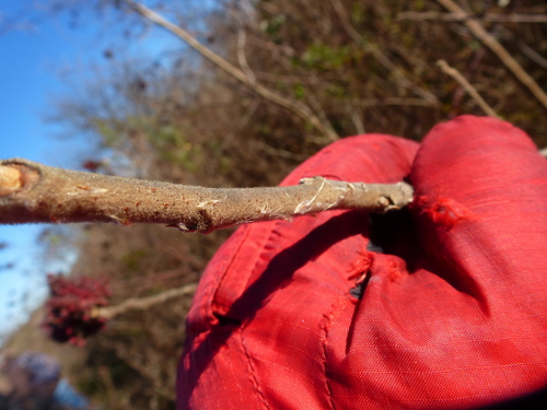 winged sumac (Rhus copallinum)
