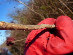 Winged Sumac (Rhus copallinum)