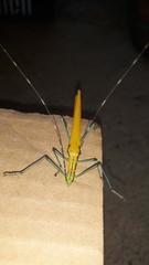 Tithonophasma tithonus