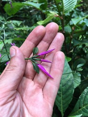 Image of Poikilacanthus macranthus