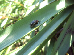 Neodiplogrammus quadrivittatus
