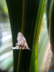 Trichophysetis cretacea
