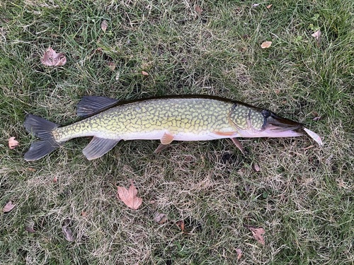 Chain pickerel (Esox niger) — Esocidae — 3