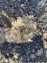 Dasyochloa pulchella