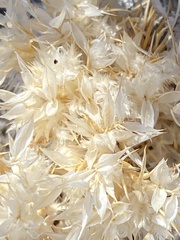 Dasyochloa pulchella