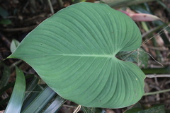 Philodendron grandipes