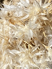 Dasyochloa pulchella