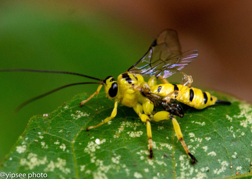 Xanthopimpla elegans