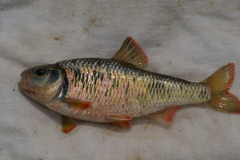 Luxilus chrysocephalus