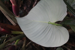 Philodendron grandipes