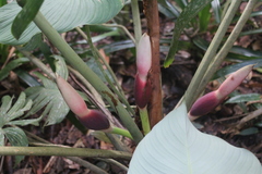 Philodendron grandipes