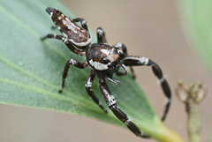 Sandalodes bipenicillatus