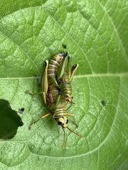 Agesander ruficornis