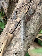 Anolis tolimensis