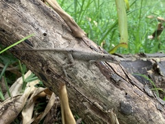 Anolis tolimensis