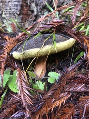 Xerocomellus atropurpureus