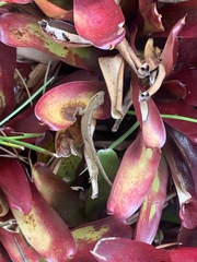 Anolis tolimensis