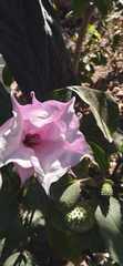Datura