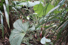 Philodendron grandipes