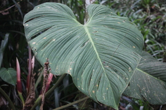 Philodendron grandipes