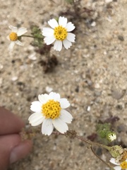 Amauria brandegeeana