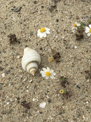 Amauria brandegeeana