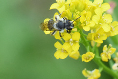 Andrena rufosignata