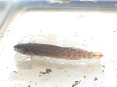 Etheostoma artesiae