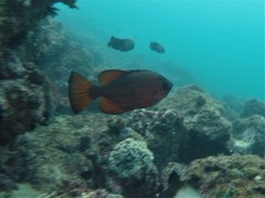 Heteropriacanthus carolinus