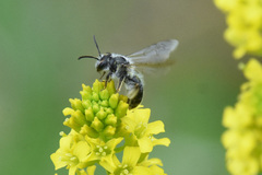 Andrena rufosignata