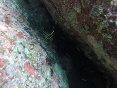 Pareques fuscovittatus