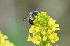 Andrena rufosignata