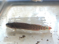 Etheostoma artesiae