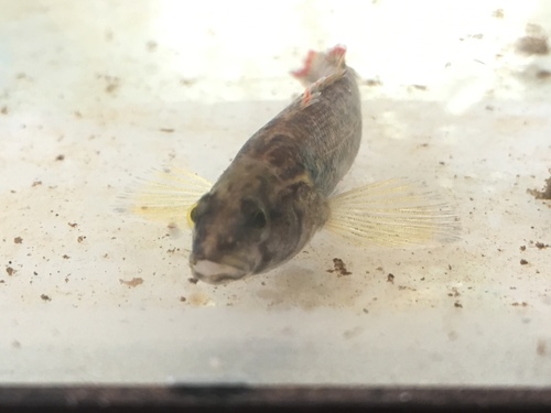 Etheostoma artesiae