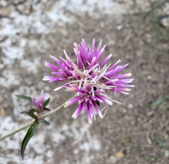 Gomphrena pulchella